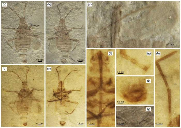 内蒙古发现1.65亿年前蝽类化石
