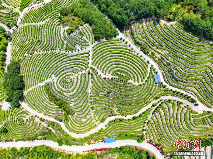（走进中国乡村）闽东高山村茶垄间的富民密码