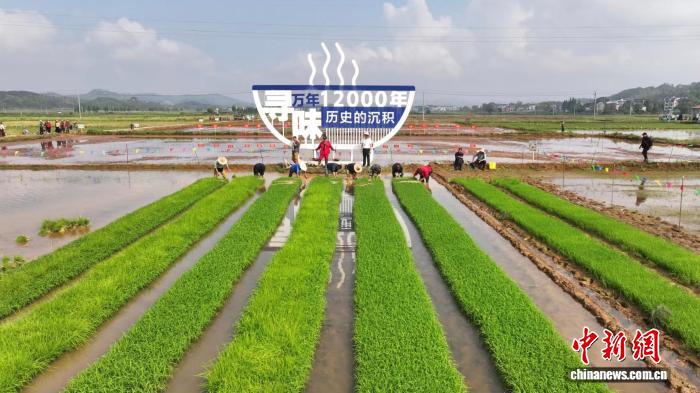 赓续农耕根脉 江西万年春耕“开秧门”启幕