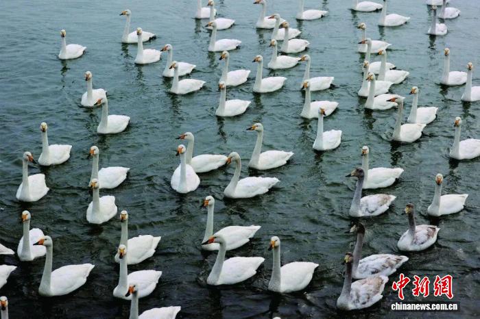 塞上绿洲迎候鸟迁徙高峰 山西朔