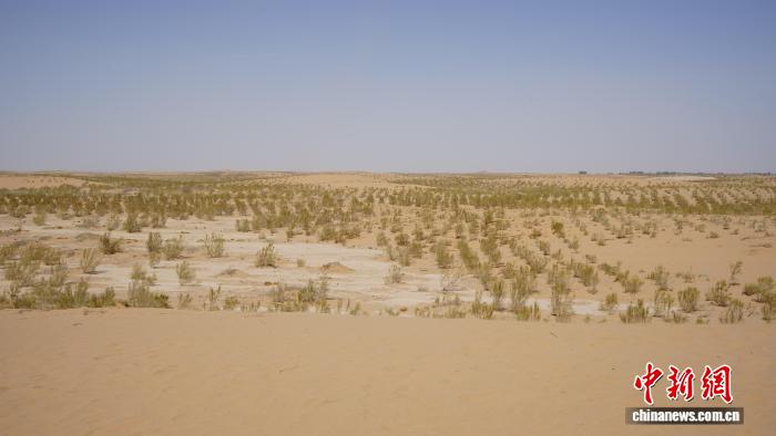 跨越千里的奔赴 他们在民勤沙海种下“春天”