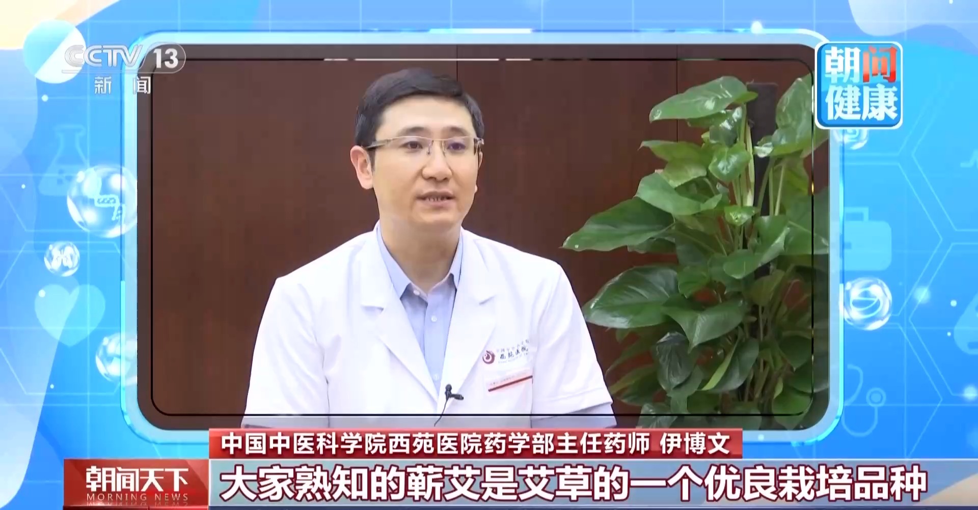 端午插艾别选错 分清“艾”与“蒿”