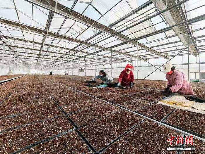 山西上党备齐农资待春耕 春播粮