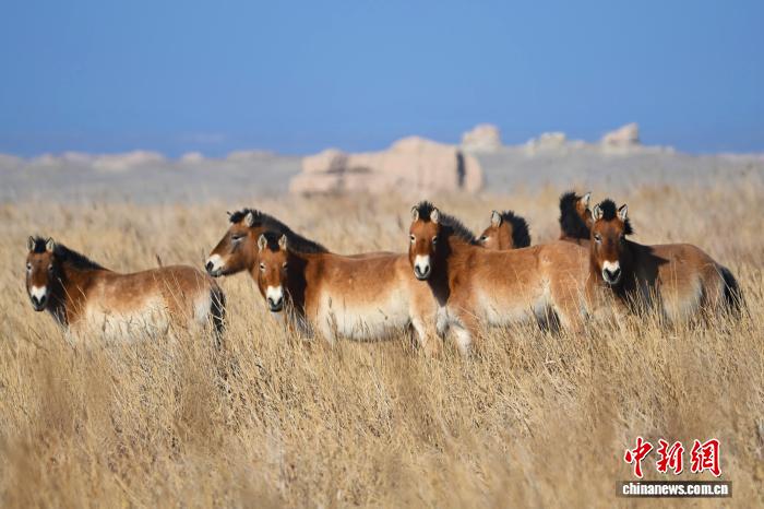 敦煌西湖保护区普氏野马扎根故土 迈入野生种群新阶段