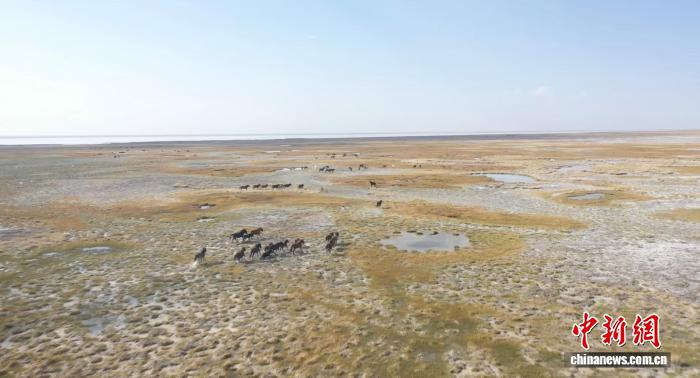 （走进中国乡村）草原“数字牧民”解锁放牧新体验