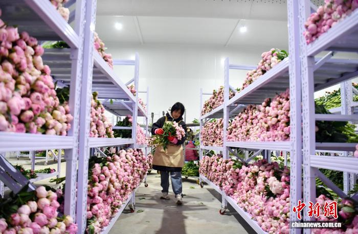 雄安智慧农业春日见闻：北斗定垄、AI种花