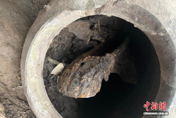 浙江绍兴首次发现密封马头骨 还
