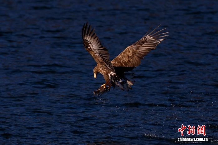 北京平谷连续监测到白尾海雕 “神奇动物”频现催生观鸟经济