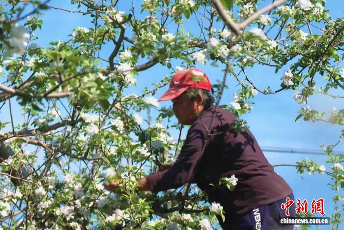 （乡村行·看振兴）山西闻喜千亩苹果花开春管忙 精细疏花夯实丰
