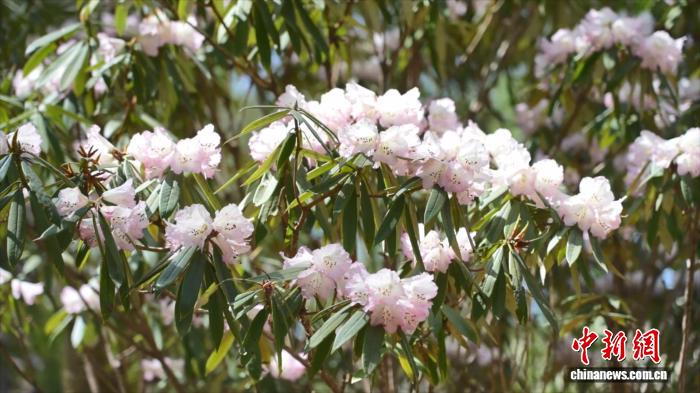陕西万亩高山杜鹃竞相绽放 “花海经济”铺就文旅致富路