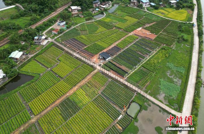 “十四五”广东造林绿化种植苗木约8亿株