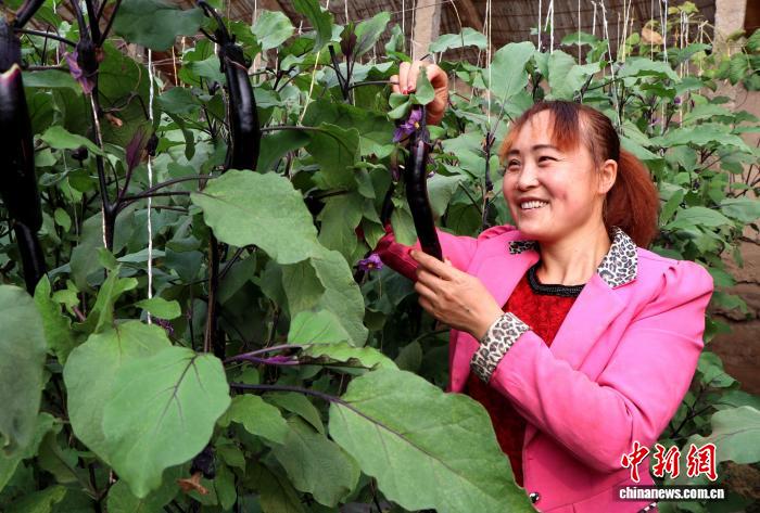 甘肃民勤大棚轮作让沙漠“闲田”变四季“忙田”