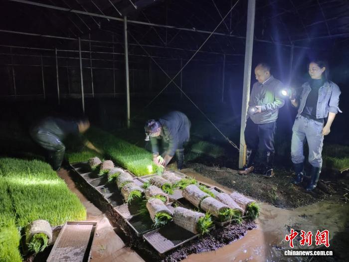 持续强降雨致农田积水 湖南祁阳农技服务降低早稻灾害损失