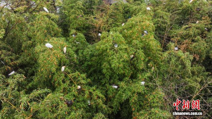 贵州印江：半世纪人鸟相依 共绘生态宜居新家园