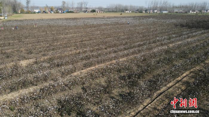 江苏宿迁张渡村：棉豆套种增收 暖心棉被传温情