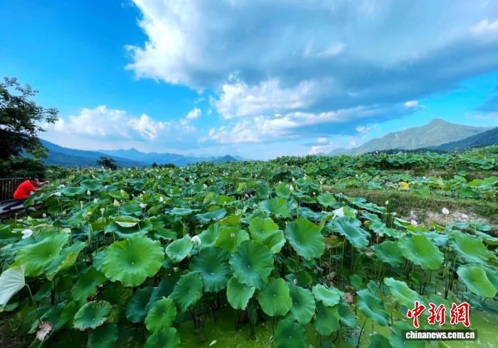 （乡村行·看振兴）福建建宁：金铙山下白莲摇 “链”上发力促振