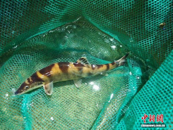 广西大藤峡工程鱼道首次监测发现