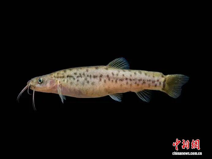 广西发现鱼类新物种弄岗异条鳅