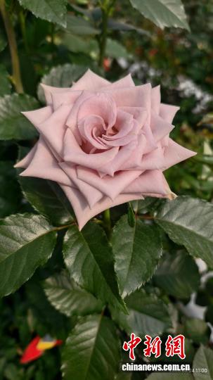 云南月季新品定名“赞英” 致敬