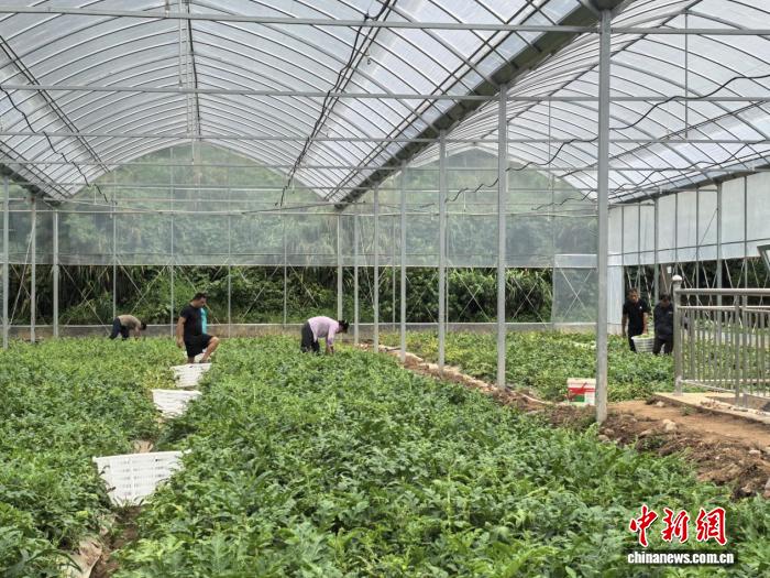 浙江常山“年薪20万元管西瓜”