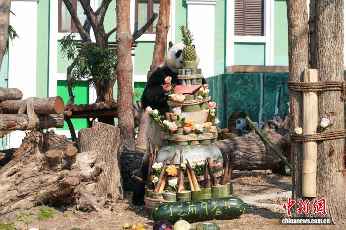 大熊猫“芝士”“芝麻”迎来在哈尔滨首个生日会