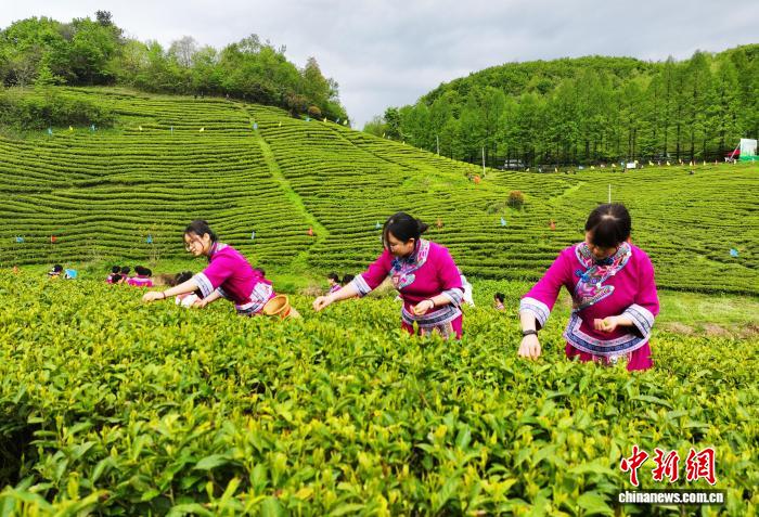 以茶为媒邂逅山水 张家界武陵源茶旅融合焕发新活力