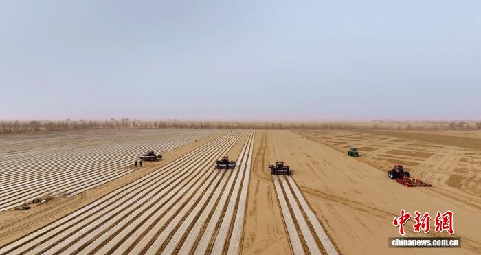 新疆兵团：机械化播种孜然效率高