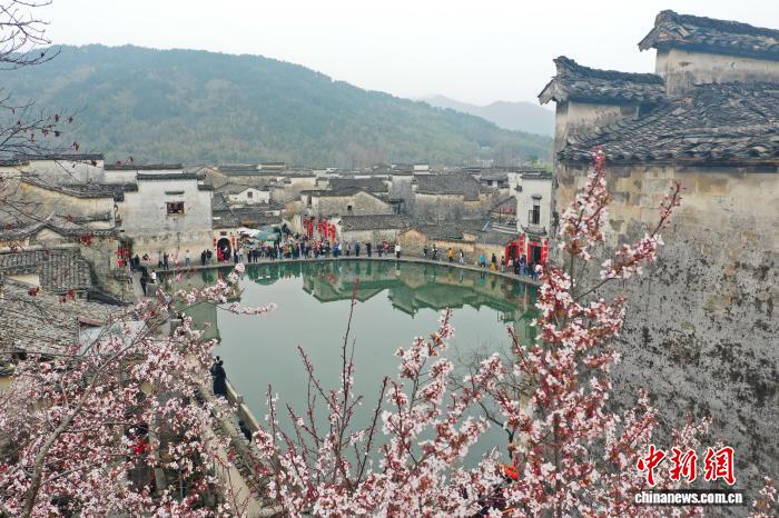 皖南黟县以花为媒激活春日发展新动能
