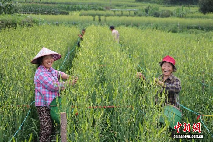 （走进中国乡村）一朵“土花”的千年逆袭与科技新生