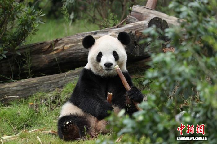 大熊猫“平平”和“福双”将赴美开启10年旅居生活