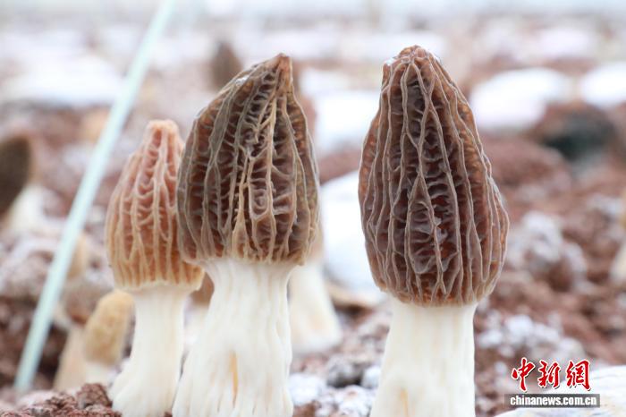 湖南新田羊肚菌抢“鲜”上市