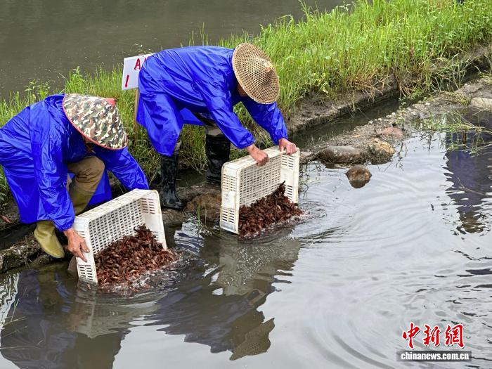 （乡村行·看振兴）浙江龙泉：一只小龙虾“游”出山村共富新路子