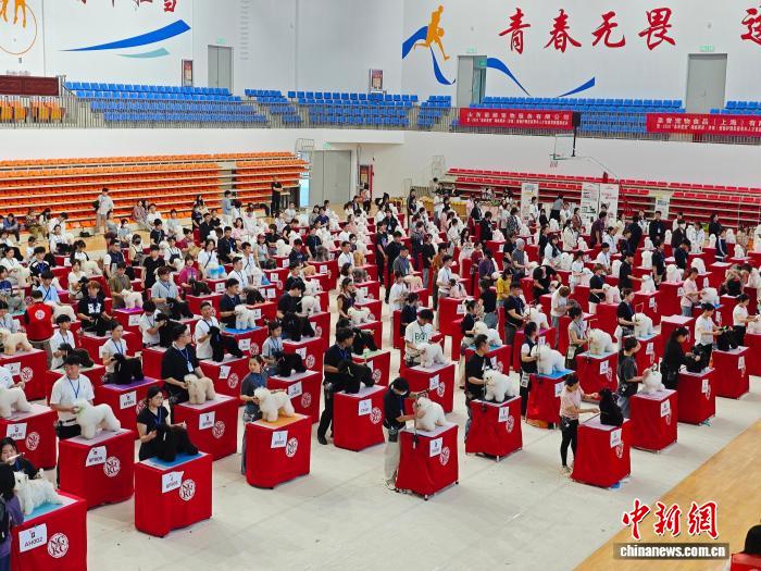 2026“泉来爱宠”海峡两岸（济南）宠物护理美容青年人才技能