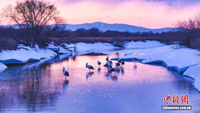 冰雪初融，候鸟归来！乌苏里江湿