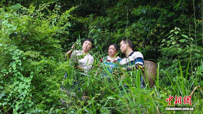湖南东安乌饭飘香 千年民俗焕发新生