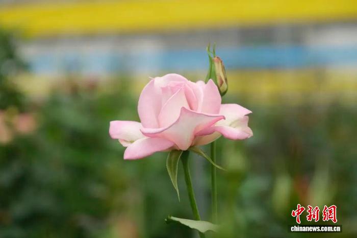 二舅“宝华”成月季新品芳名 网友金点子获官方采纳