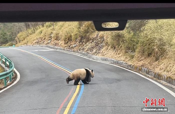 四川天全喇叭河景区：游客乘坐观光车喜遇野生大熊猫