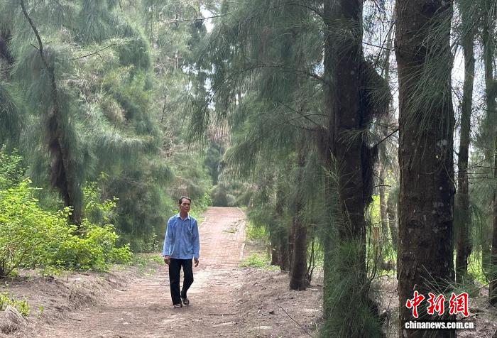 “绿色长城”博贺林带：70年守护南粤沿海水土