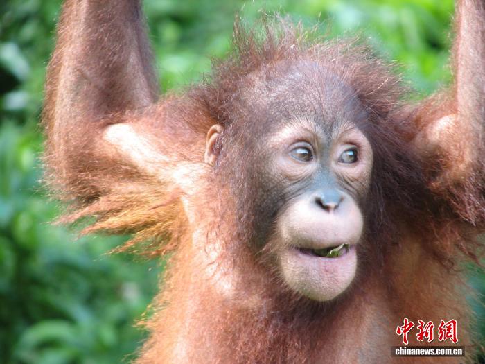 大猿何时出现与人类相似的笑声？最新研究称已持续至少1500万