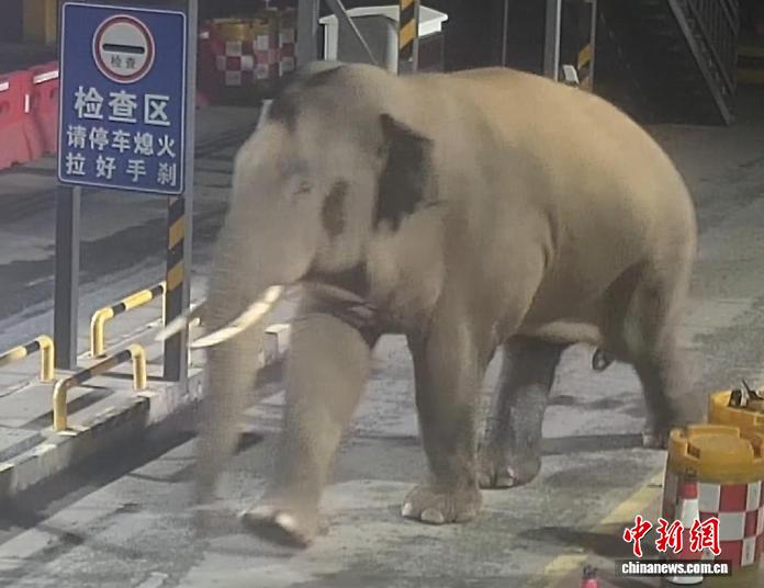 云南普洱：大象“打卡”执勤点 