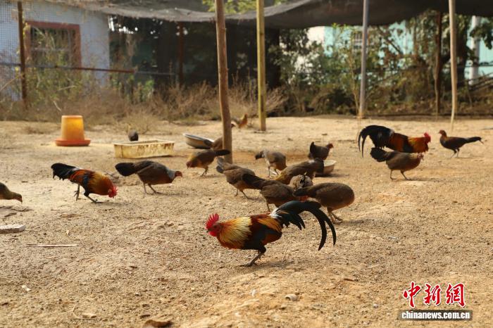 云南瑞丽“95 后”青年返乡创业：一只“漂亮鸡”带动致富路