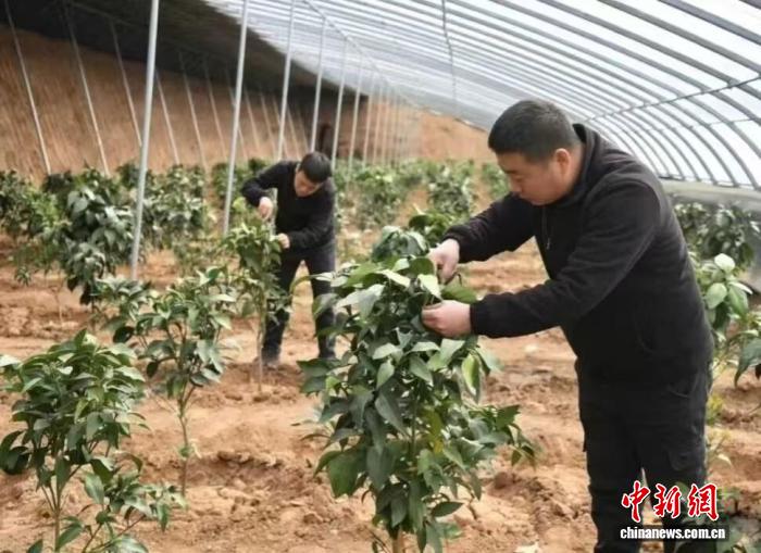 （乡村行·看振兴）山西高平：特