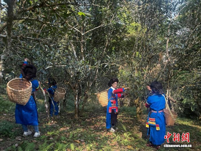 西双版纳易武古茶山的“新”事