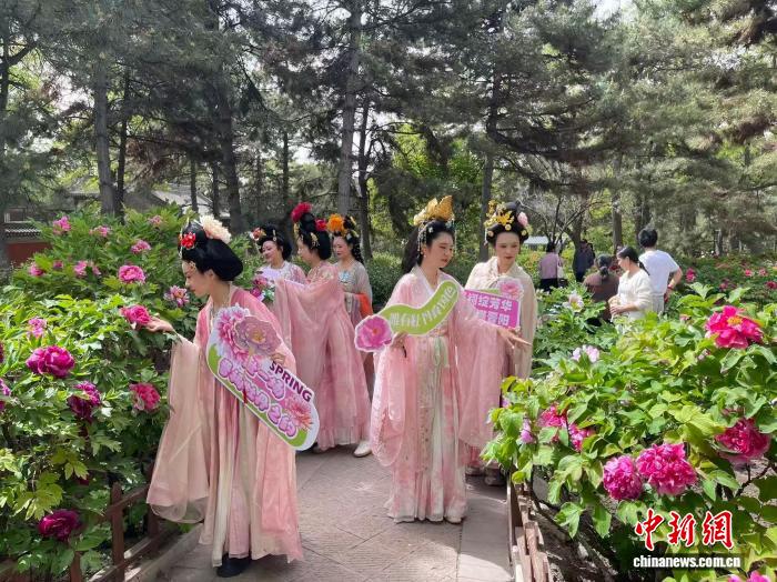 晋祠牡丹如约盛开：民众沉浸式体