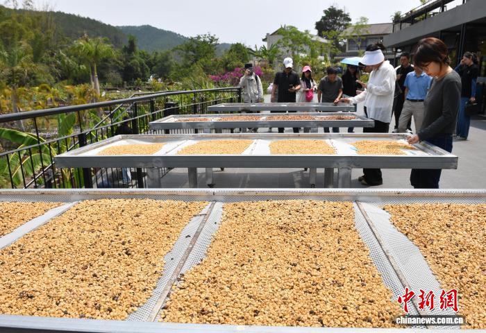 云南普洱邀游客旅居感受“左手咖啡右手茶”魅力