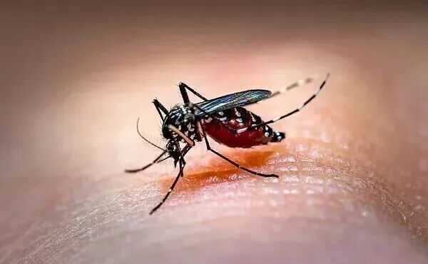 今年蚊子迎来史诗级加强？官方提