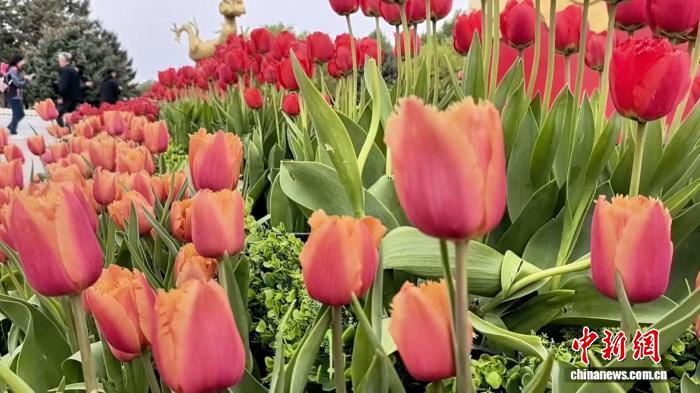 沈阳北陵公园花朝节启幕 26万