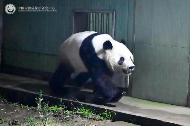 我国旅日大熊猫“晓晓”“蕾蕾”顺利回国