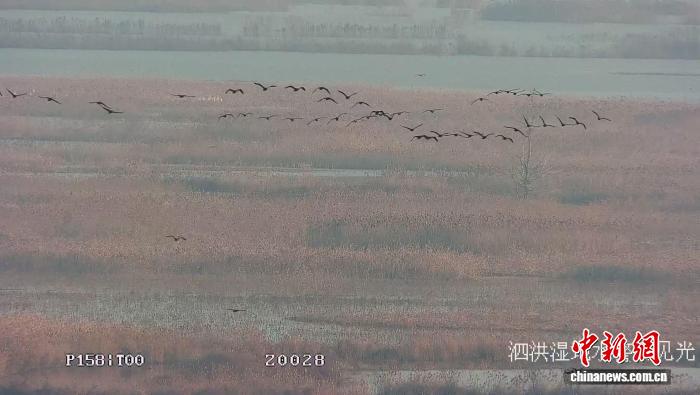 洪泽湖湿地现近万只野生鸬鹚 生态修复显成效