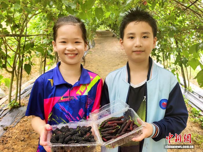 广东台山：踏春时节 桑果尝鲜正